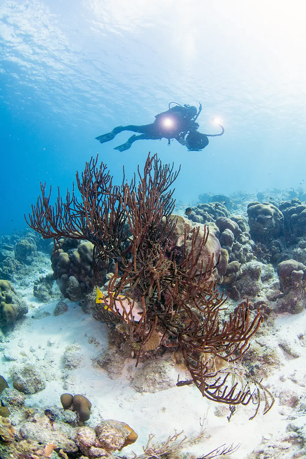 digital underwater photographer